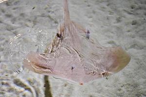 torpedo fish detail photo