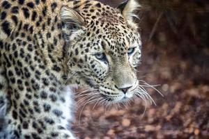 Jaguar Leopard Chetaa close up portrait photo