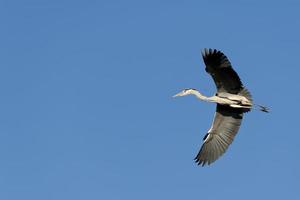 A blue black heron in the blue sky background photo