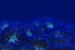 hard coral macro on night dive light photo