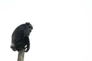 Isolated Ape chimpanzee monkey on white photo