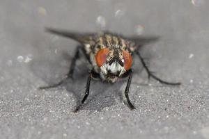 A fly with red eyes close up macro photo