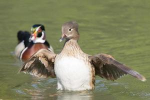 Multi coloured duck on the green water background photo