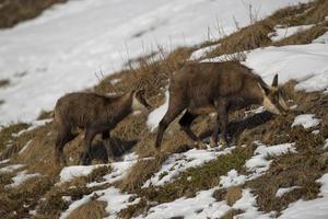 An isolated chamois deer in the snow background photo