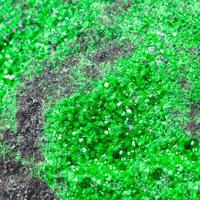 green uvarovite crystals on rock close up photo