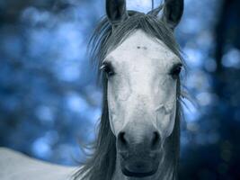 Caballos Imágenes, Fotos y Fondos de pantalla para Descargar Gratis Caballos Imágenes, Fotos y Fondos de pantalla para Descargar Gratis