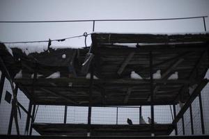 Home for pigeons. Pigeon breeding. Caged birds. photo