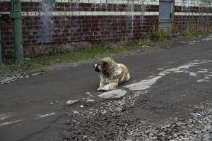 perro acostado en la carretera. Vagabundo mascota. foto