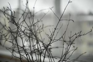 Dry plants at home. Branches of plant on background of window. Interior decoration. photo