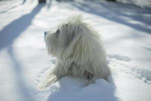 perro en la nieve. bata blanca en perro. Paseos de mascotas en invierno. foto