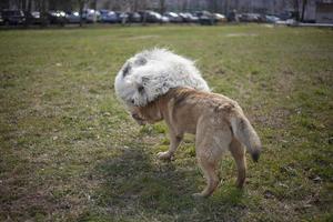 Dogs play. Pets on street. Big dogs fight. Walking pets in summer. photo