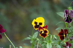 flores en jardín. pequeño pétalos plantas en verano. foto