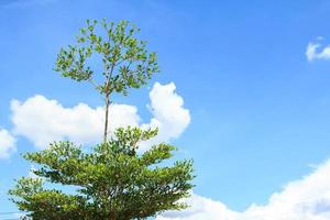 terminalia ivorensis- esta es un pequeño frondoso árbol nativo a el bosques de Oeste África. y blanco y azul cielo durante caliente y soleado dias en el campo. planta un jardín - hacer eso hermosa foto