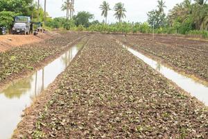 Growing sweet potatoes by farmers in rural areas by using cuttings for planting to save time and grow quickly is a household industry. photo