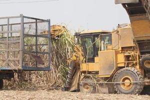 Sugarcane harvesters are cutting sugarcane and transporting it to trucks to deliver sugar mills during the harvesting season and converting the produce for consumption and export in rural Thailand. photo