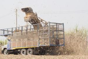 Sugarcane harvesters are cutting sugarcane and transporting it to trucks to deliver sugar mills during the harvesting season and converting the produce for consumption and export in rural Thailand. photo