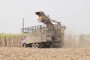 Sugarcane harvesters are cutting sugarcane and transporting it to trucks to deliver sugar mills during the harvesting season and converting the produce for consumption and export in rural Thailand. photo