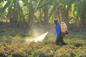 agricultores son pulverización pesticidas en el dulce patata plantaciones entonces ese plagas hacer no interferir y dañar agrícola productos foto