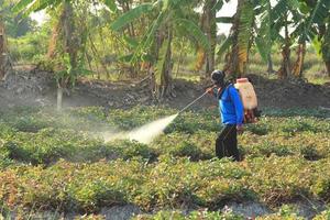 Farmers are spraying pesticides in the sweet potato plantations so that pests do not interfere and damage agricultural products. photo