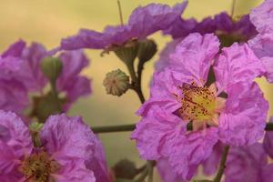 The delicate purple tabaek flowers blooming and raising a bouquet of pollen to lure insects to feed on nectar and pollen is a beautiful sight in nature. photo