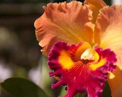 Cattleya orchids-yellow-orange In nurseries in the gardens of farmers grown for sale and export to foreign countries in Europe and America are beautiful flowers. photo