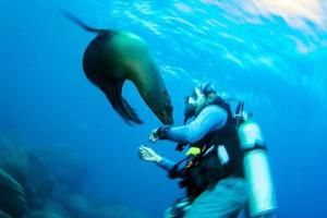 Puppy sea lion underwater looking at you playing with diver photo