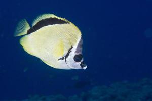 butterfly fish detail photo