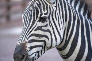 A zebra detail photo