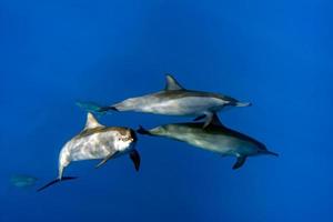 group of Dolphins Underwater Close encounter photo