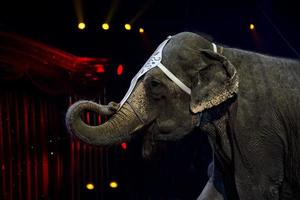 circus elephant show photo