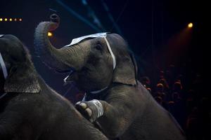 circus elephant show photo