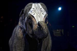 circus elephant show photo