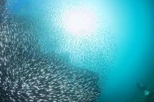 Diver entering Inside a school of fish underwater photo