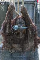 Retrato de cerca de mono orangután en el zoológico foto