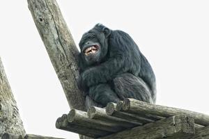 Ape chimpanzee monkey while yawning photo