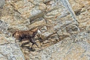 ciervo gamuza en el fondo de las rocas foto