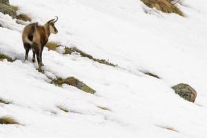 ciervo gamuza en el fondo de la nieve foto