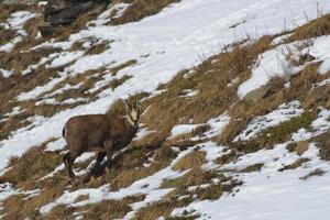 An isolated chamois deer in the snow background photo