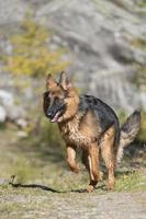 german shepard while running to you photo