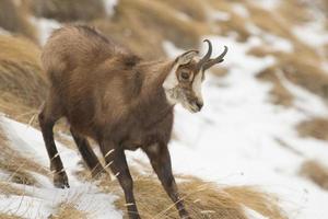 An isolated chamois deer in the snow background photo