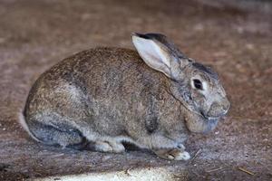 Rabbit close up portrait photo