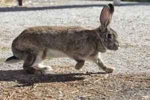 Rabbit close up portrait photo