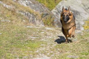 german shepard while running to you photo