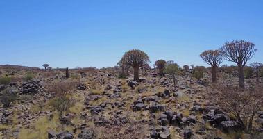 tremor árvores do namíbia, único natureza video