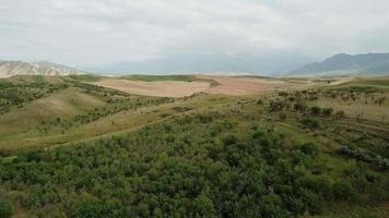 verde cespugli su il colline. video