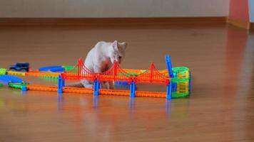 Ginger Kitten is playing on a wooden floor with a toy car driving on a race track. Favorite pets. video