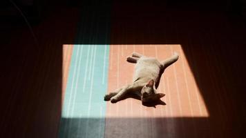 uma raio de Sol em a de madeira chão, uma sombra do linhas do luz solar em a laminado. gengibre gatinho é deitado em a chão dentro a Sol. video