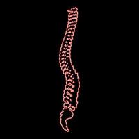 Neon spinal vertebral column spine backbone red color vector illustration image flat style