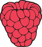 Raspberry fruit color. Vector illustration.