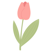 tulipe. rouge fleur. autocollant png